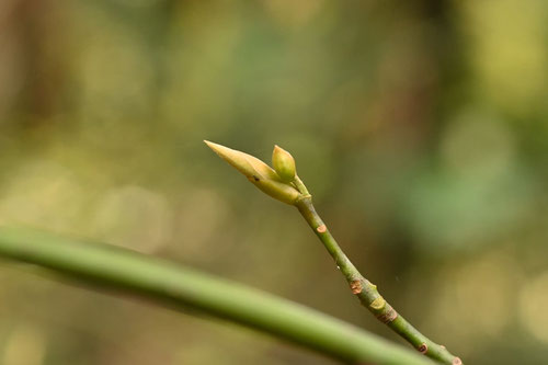 クロモジとはクスノキ科の落葉樹です,くろもじ,樹木,黒文字の木