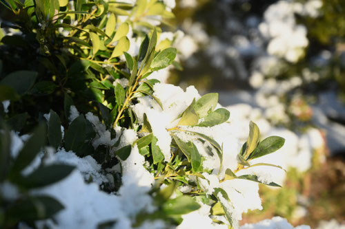 モチノキ,もちのき,雪