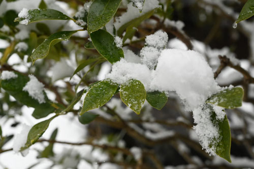 モチノキ,もちのき,雪