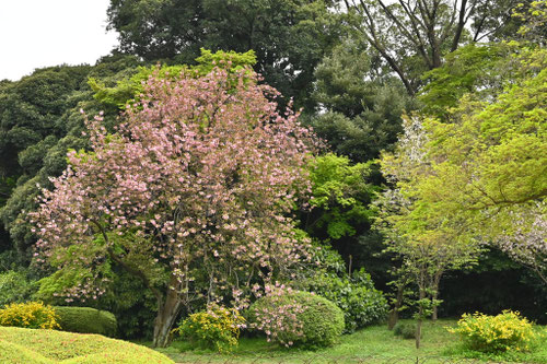 カンザン,関山,桜の木,八重桜の代表種