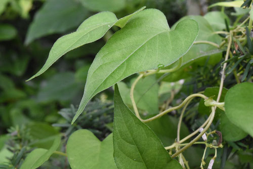 へくそかずら,特徴,植物