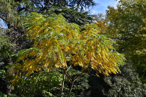 紅葉,黄葉,ニワウルシ,にわうるしの木,庭漆