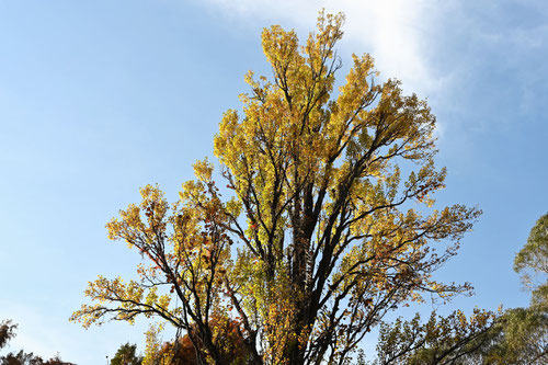 cottonwood,picture