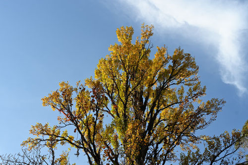 ポプラの木,cottonwood,picture
