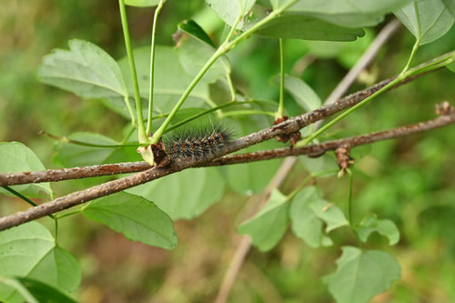 害虫,毛虫