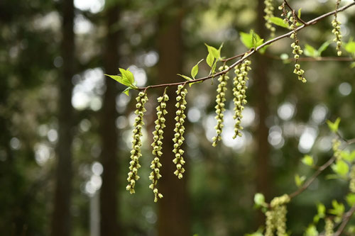 ３月に咲く黄色い花木