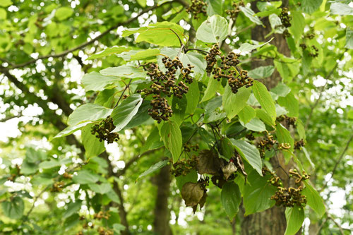 ケンポナシ,Japanese raisin tree