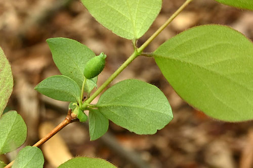 ヤマウグイスカグラ - 庭木図鑑 植木ペディア
