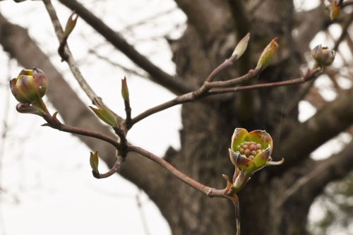 ハナミズキの花,はなみずき,開花,花水木