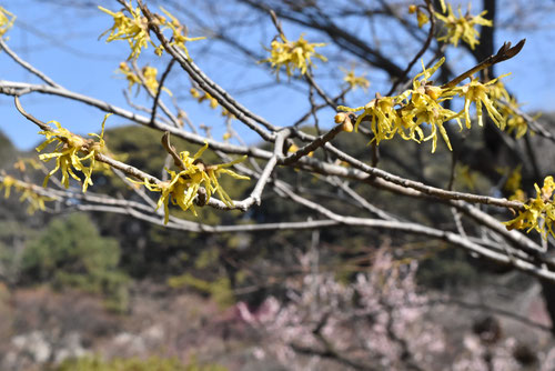 ２月に咲く黄色い花