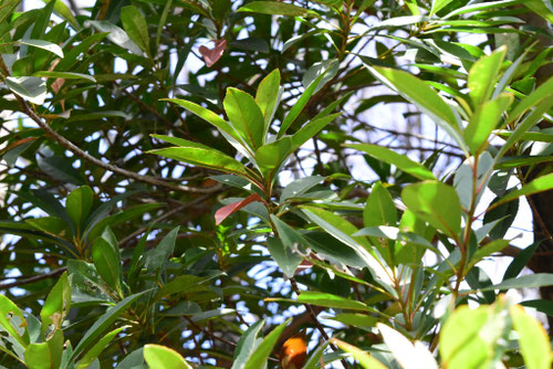 ホルトノキ（１１月撮影）