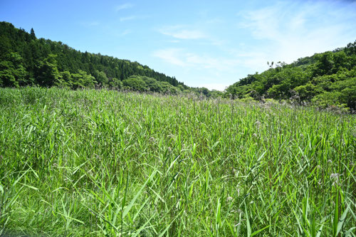 あし,よし,草