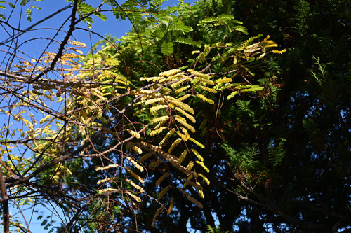 じゃけついばら,植物,紅葉,ジャケツイバラ