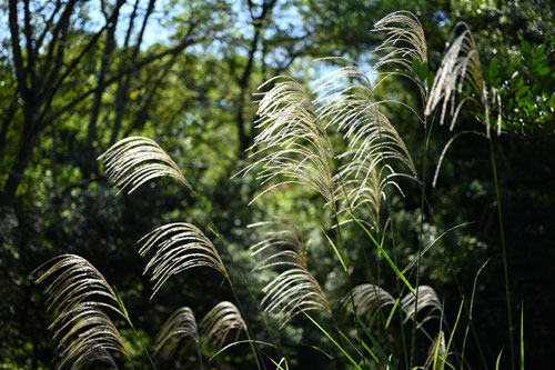 ススキ,すすき,Japanese pampas grass