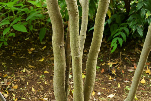 ハイノキ,Sweetleaf,tree,picture