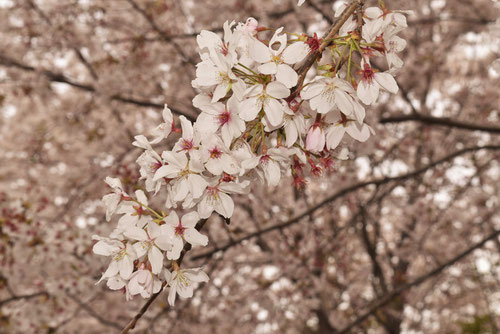 そめいよしの,桜