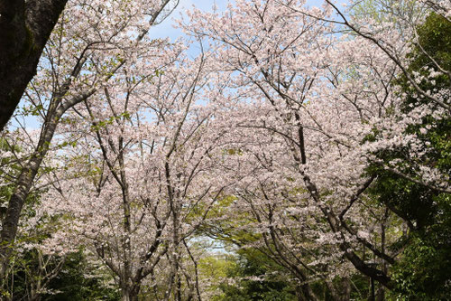 ソメイヨシノ,そめいよしの,染井吉野,桜