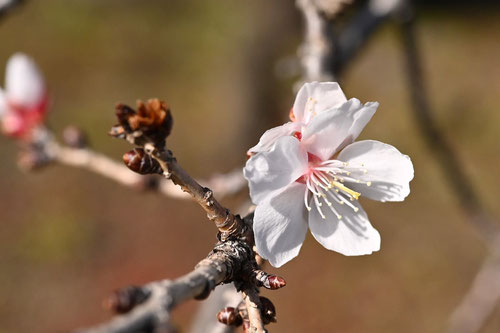 冬桜,画像,ふゆざくら,フユザクラ