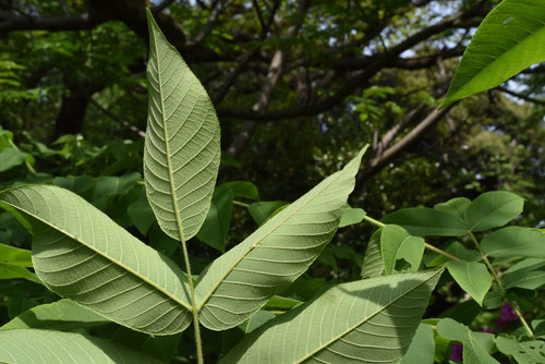 Japanese small walnut,ひめぐるみ