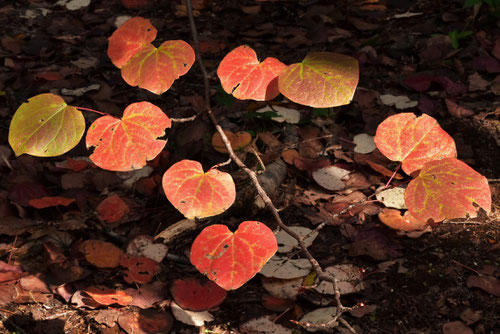 まるばのき,紅葉