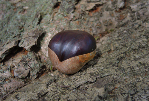 Horse chestnut,fruits