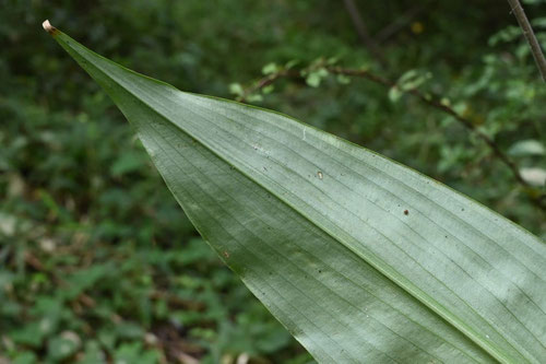 藪茗荷