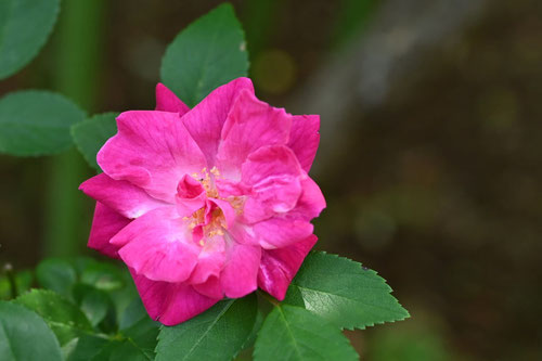効能,庚辰薔薇