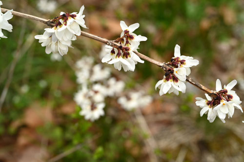 Flowering trees in February