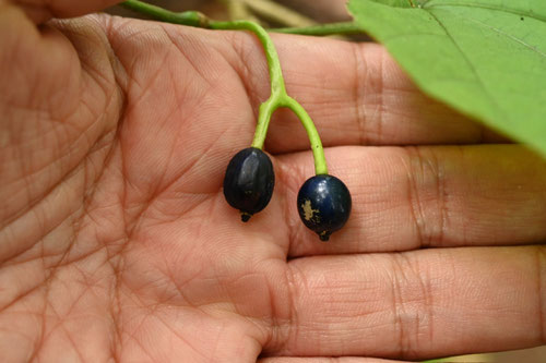 fruit,urinoki