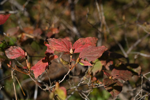 東国みつばつつじ,紅葉