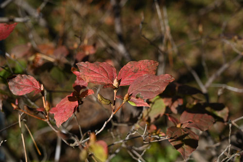 トウゴクミツバツツジの花,東国みつばつつじ,紅葉