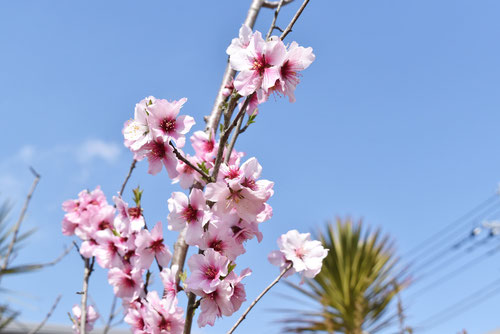 almond flower,picture