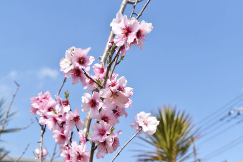 アーモンドの木の花,almond flower,picture