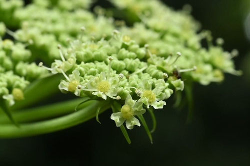 アシタバ,Angelica keiskei