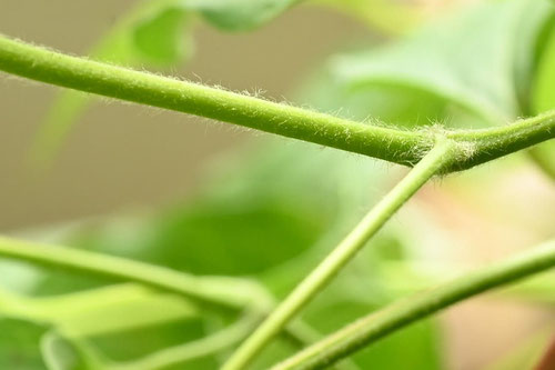 かざぐるま,ツル,カザグルマ,植物,風車