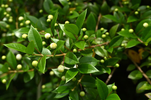 ぎんばいか,植物,ギンバイカ