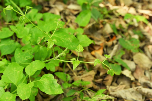 せんにんそう,植物