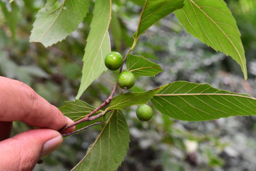 ムクノキ,椋木,むくのき,実,画像
