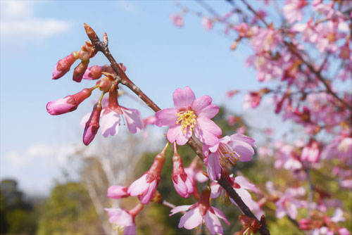 オカメザクラの花,特徴,樹高