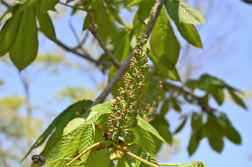 Horse chestnut,leaves,トチノキ