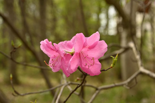 シロヤシオツツジ/大株【品番1767 】〖庭木・植木・鉢植え〗