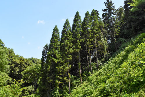 すぎ,スギ林の写真