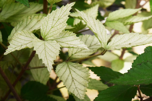 がまずみ,ガマズミの木