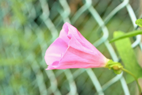 False bindweed