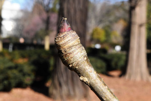 コシアブラの木,こしあぶら,見分け方