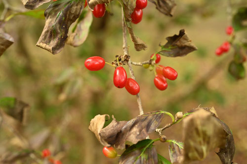 赤い実がなる木 - 庭木図鑑 植木ペディア