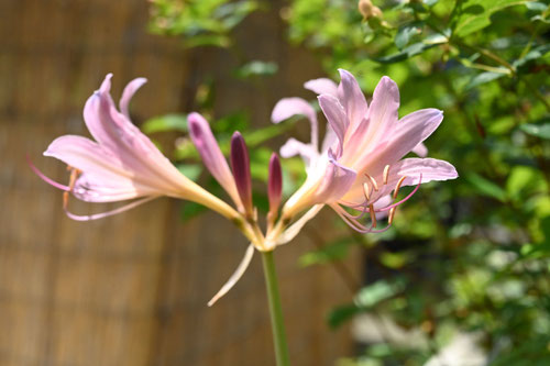 ナツズイセン,なつずいせんの花