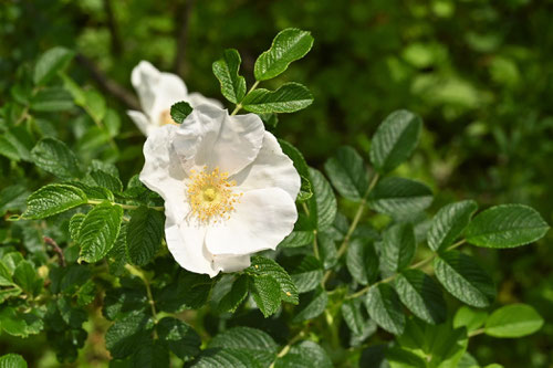 花が白いハマナシ,浜茄子