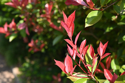 かなめもち,植物,カナメモチの木
