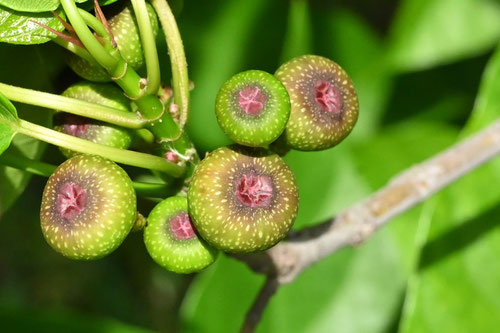イヌビワの花,いぬびわの木の雌花